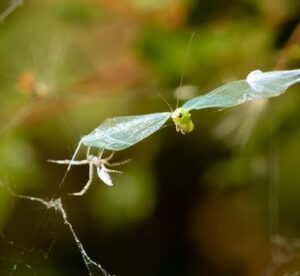 A green insect caught in a spider web, highlighting nature's intricate ecosystem.