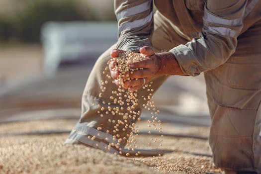 Hands holding soybeans during harvest in Paragominas, Brazil, showcasing agriculture.